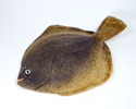 Enlarge - Artificial Flounder, 02041533