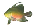 Enlarge - Artificial Fish, 0204199