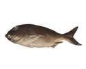 Enlarge - Artificial Fish sea, 0304525