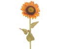 Enlarge - Sunflower, 0207181