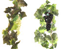 Enlarge - Liana composition with grapes, 0207280
