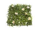 Enlarge - Lawn grass-camomile, 0207483