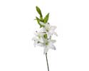 Enlarge - Orchid, 0207490