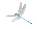 Enlarge - Artificial Dragonfly, 0216492