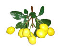 Enlarge - Artificial Lemon bunch of nine, 0201080