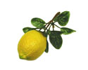Enlarge - Artificial Lemon, 0201081