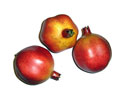 Enlarge - Artificial Pomegranate, 0201320