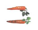 Enlarge - Artificial Carrot, 0202089