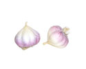Enlarge - Artificial Garlic, 0202250