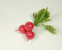 Enlarge - Artificial Radish, 03021398