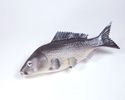 Enlarge - Artificial Fish, 02041531