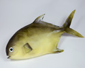 Enlarge - Artificial Fish, 02041532