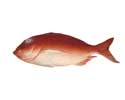 Enlarge - Artificial Fish sea, 0304519