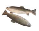 Enlarge - Artificial Fish trout, 0304532
