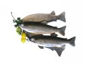 Enlarge - Artificial Trout, 0304688