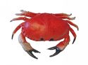 Enlarge - Artificial Crab, 0304691