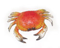 Enlarge - Artificial Crab, 0604076
