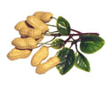 Enlarge - Artificial Peanut, 0206097