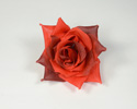 Enlarge - Rose head, 01071441