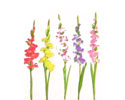 Enlarge - Gladiolus, 0207044