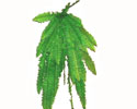 Enlarge - Fern, 0207105