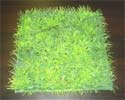 Enlarge - Lawn grass-square, 0207130