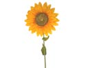 Enlarge - Sunflower, 0207169