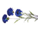 Enlarge - Cornflowers, 0207266