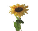 Enlarge - Sunflower, 0207268