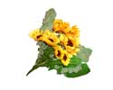 Enlarge - Sunflower, 0207428