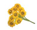 Enlarge - Sunflower, 0207449