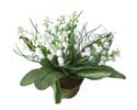 Enlarge - Lily of the valley, 0207493