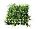 Enlarge - Lawn grass, 0207592