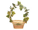 Enlarge - Mixed greenery basket, 0209232