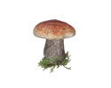 Enlarge - Artificial Mushroom, 0211397