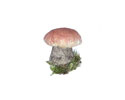 Enlarge - Artificial Mushroom, 0211399