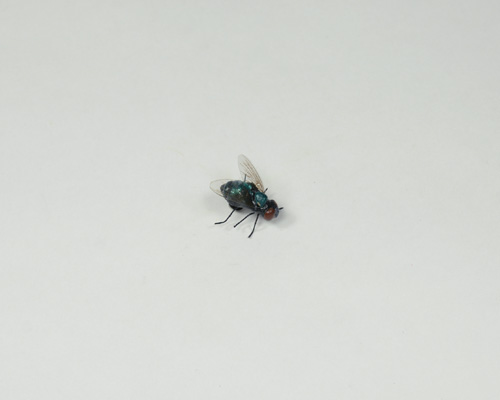 Artificial Fly,  code: 01161464