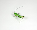 Enlarge - Artificial Grasshopper, 01161453