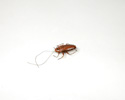 Enlarge - Artificial Cockroach, 01161454