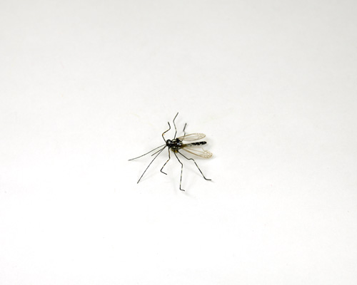 Enlarge - Artificial Mosquito, 01161455