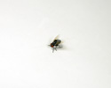 Enlarge - Artificial Fly, 01161457
