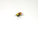 Enlarge - Artificial Bee, 01161458