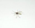 Enlarge - Artificial Mosquito, 01161462