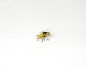 Enlarge - Artificial Wasp, 01161463