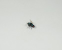 Enlarge - Artificial Fly, 01161464