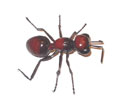 Enlarge - Artificial Ant, 0216236