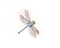 Enlarge - Artificial Dragonfly, 0216238