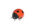 Enlarge - Artificial Ladybird, 0216496