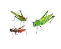 Enlarge - Artificial Grasshopper, 0216604