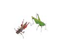 Enlarge - Artificial Grasshopper, 0216605